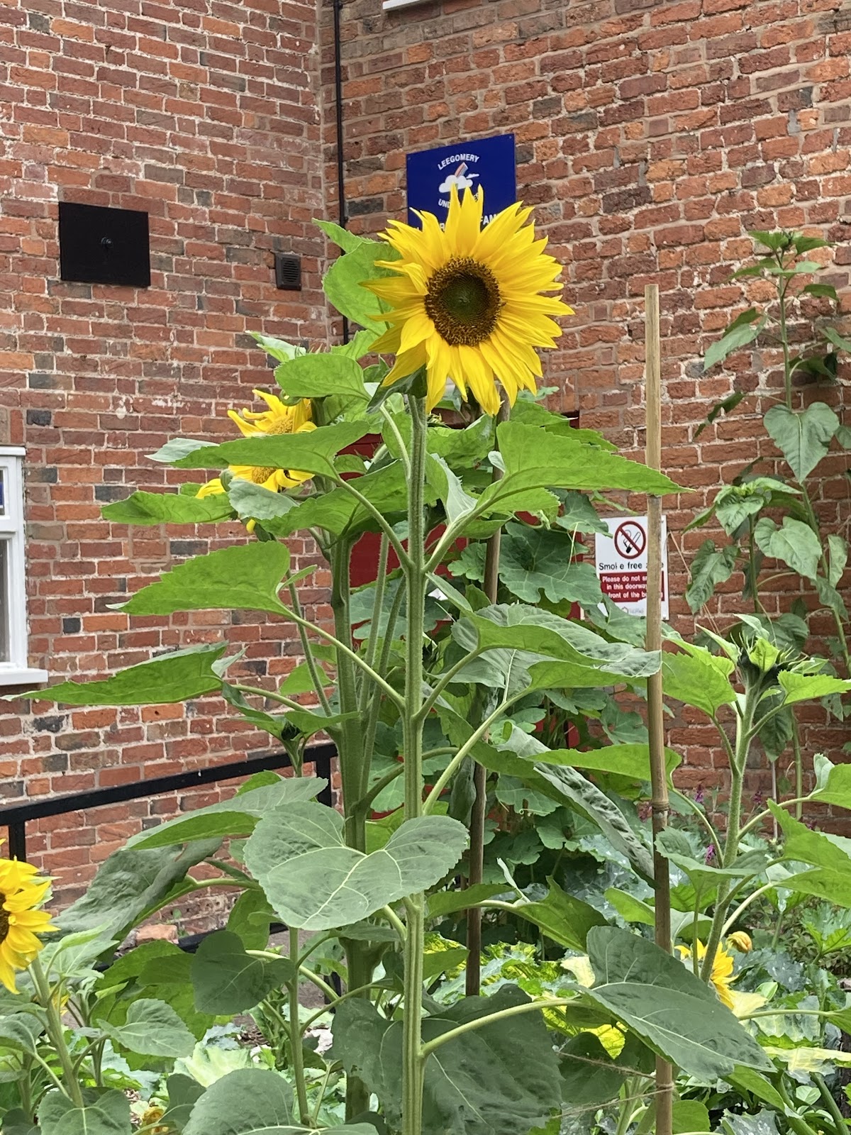 Leegomery Community Centre — photo 3