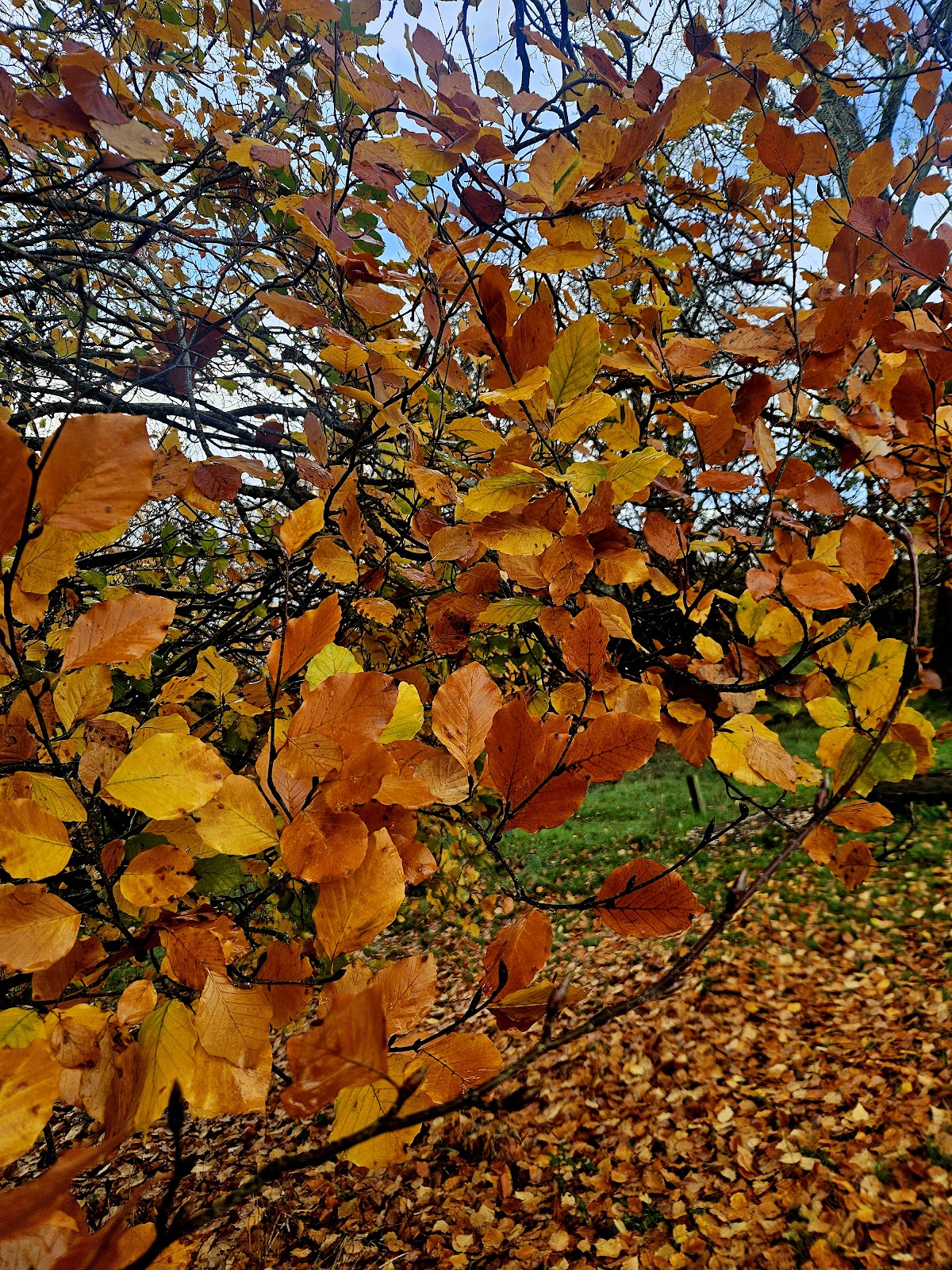 Blackweir Fields, Cardiff photo