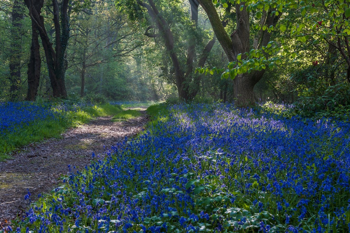 Borde Hill Garden photo