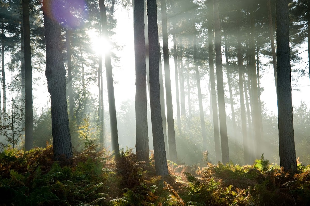 Cannock Chase Forest photo