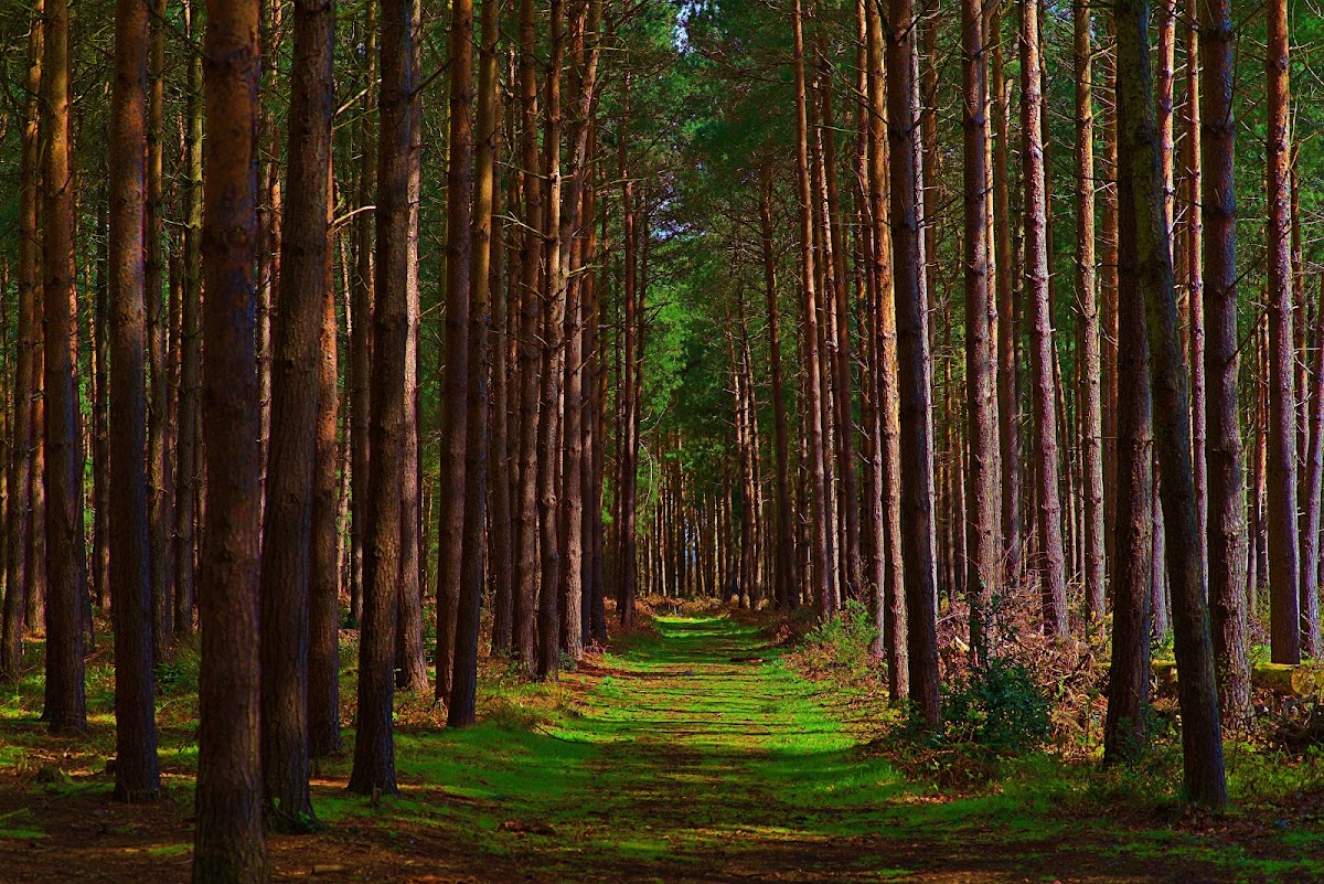 Cannock Chase Forest photo