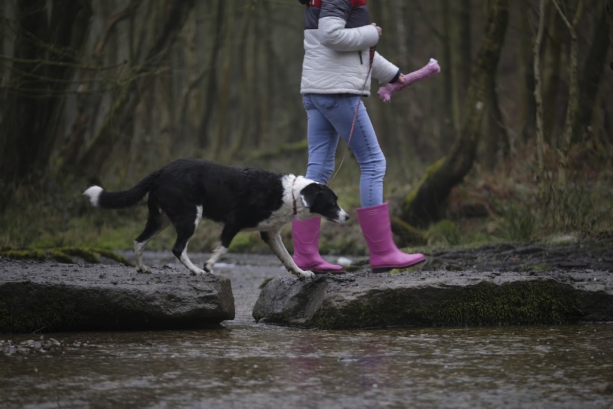 Cannock Chase Forest photo
