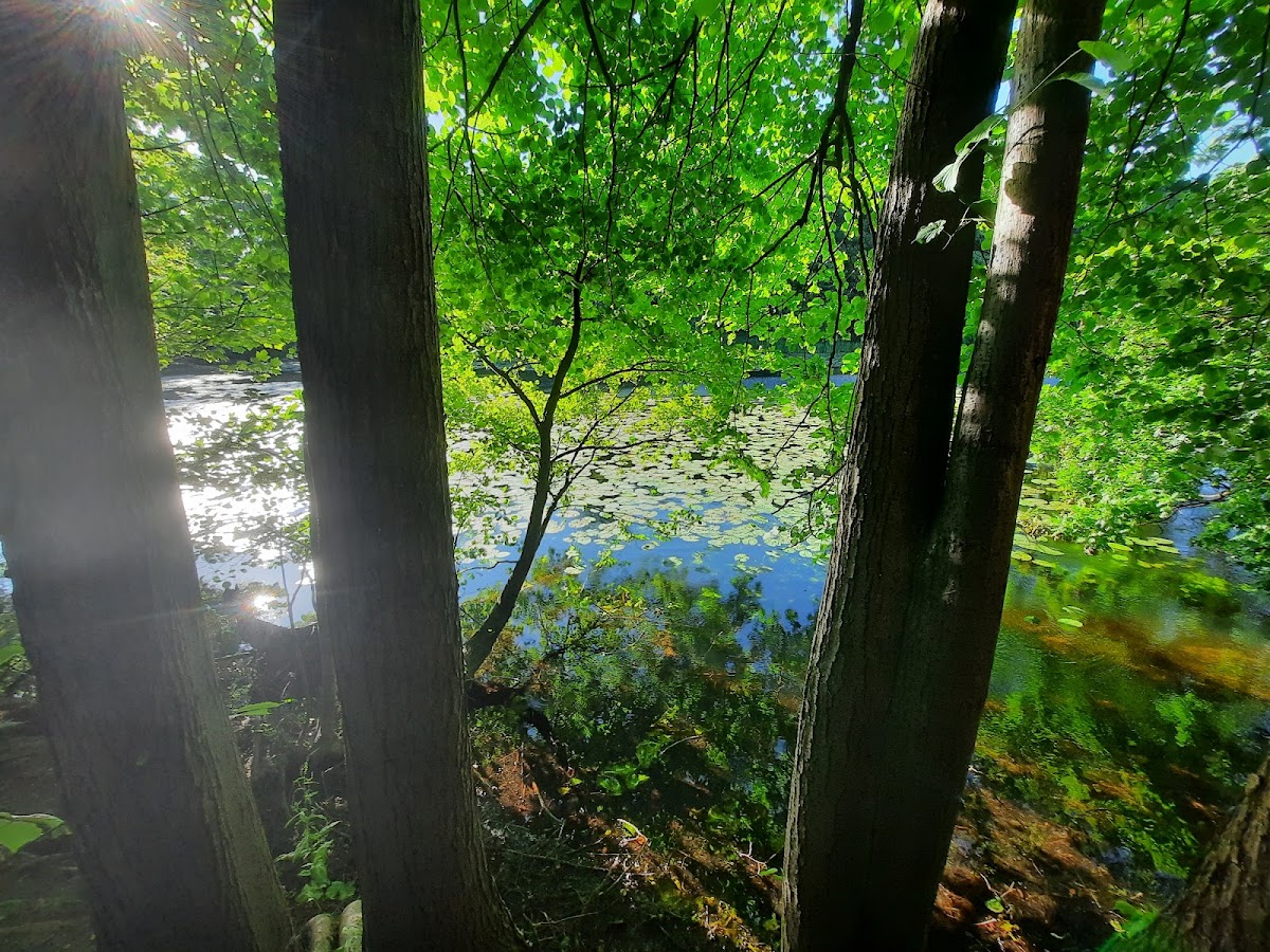 Colwick Park photo
