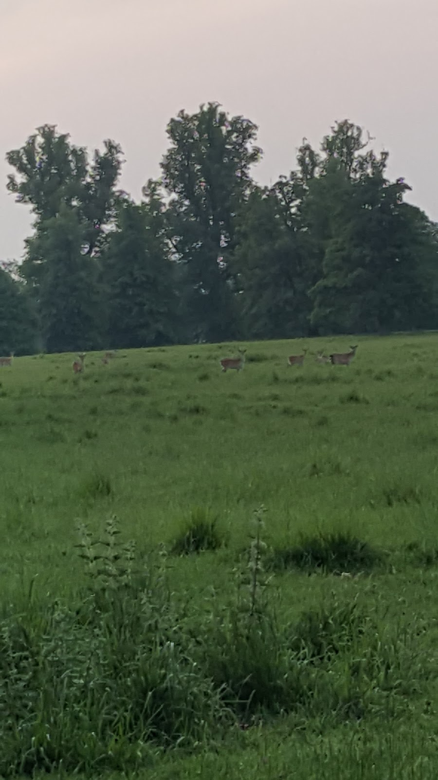 Cornbury Park photo