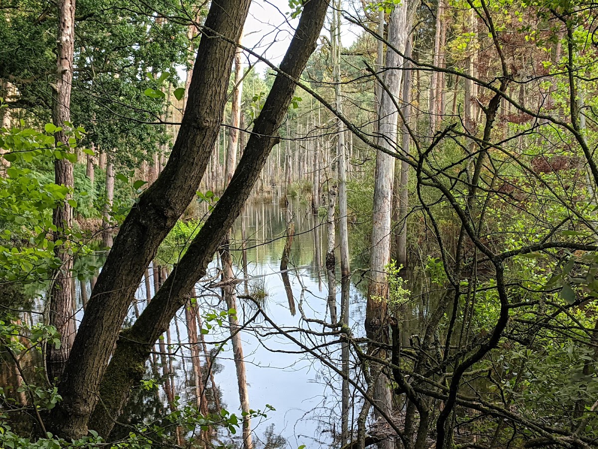 Delamere Forest photo