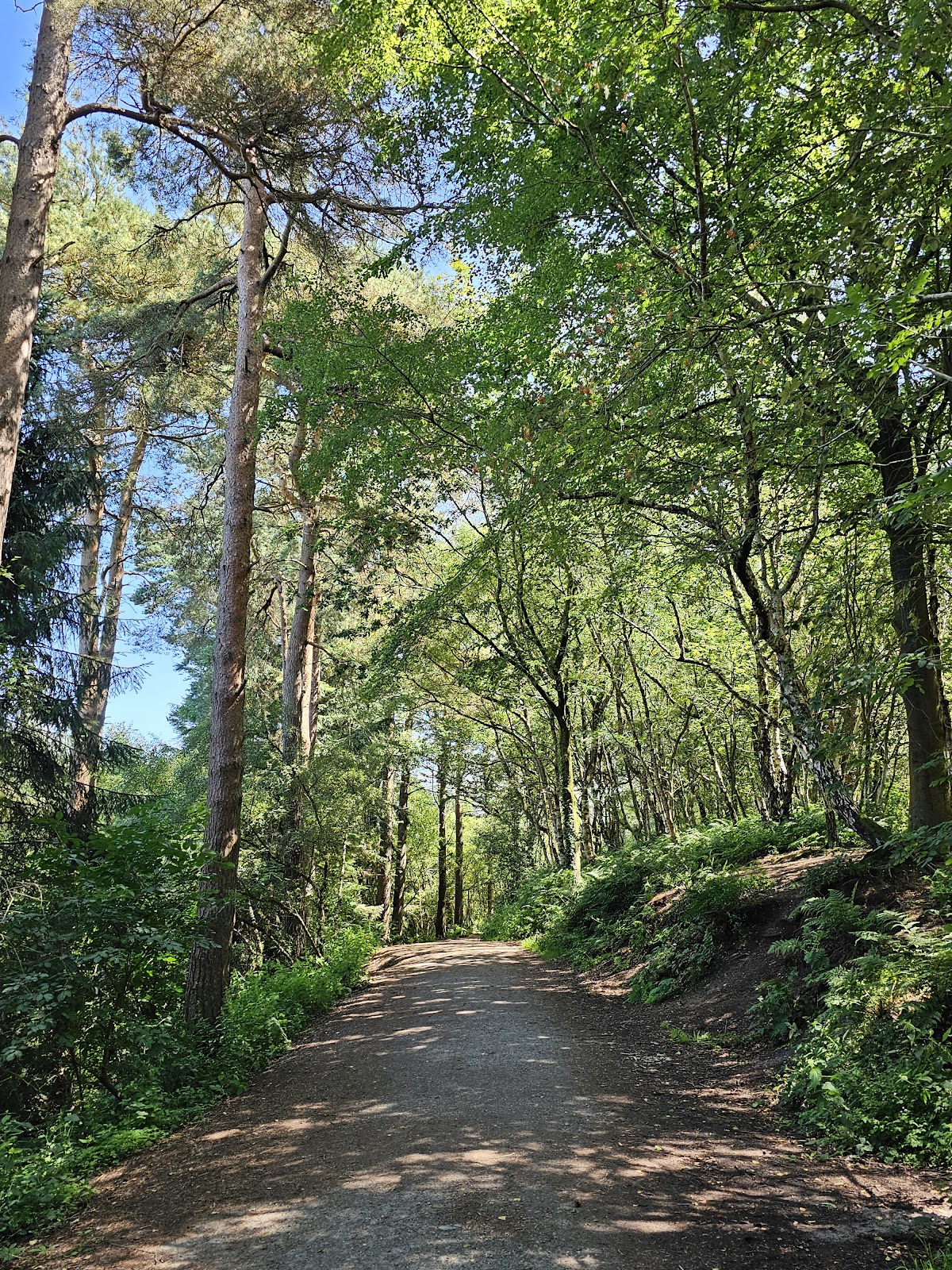 Delamere Forest photo