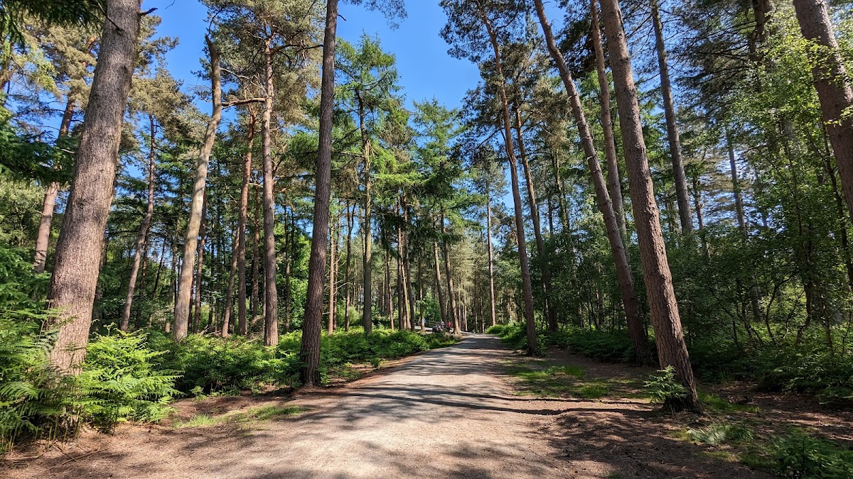 Delamere Forest photo