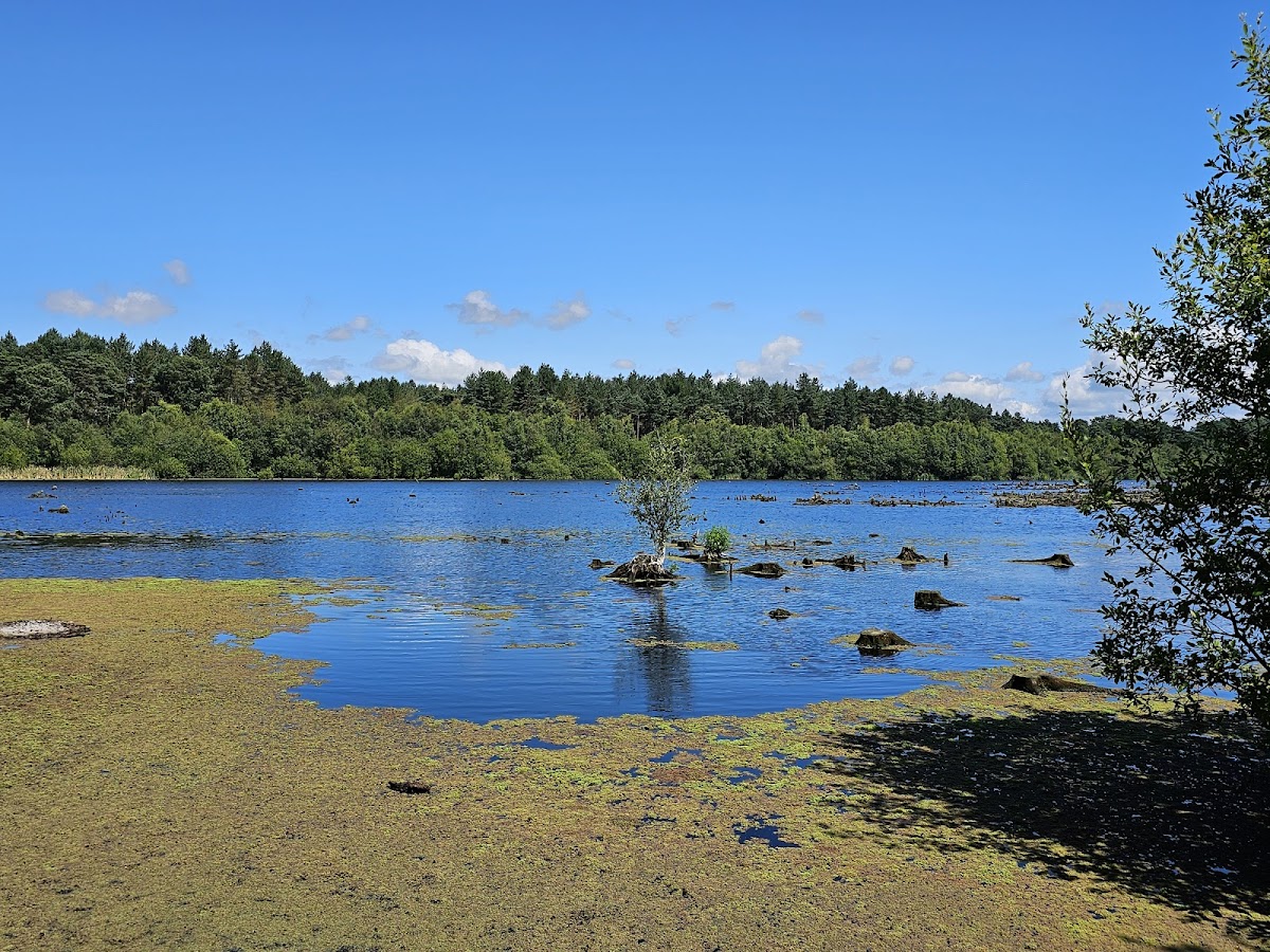 Delamere Forest photo