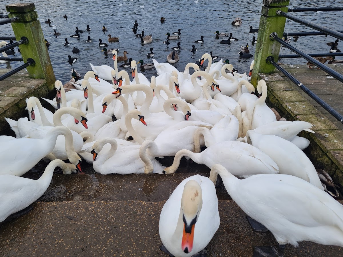 Herrington Country Park photo