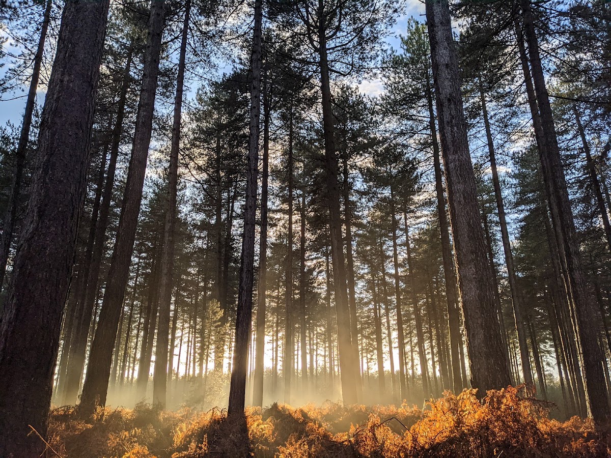 High Lodge, Thetford Forest photo