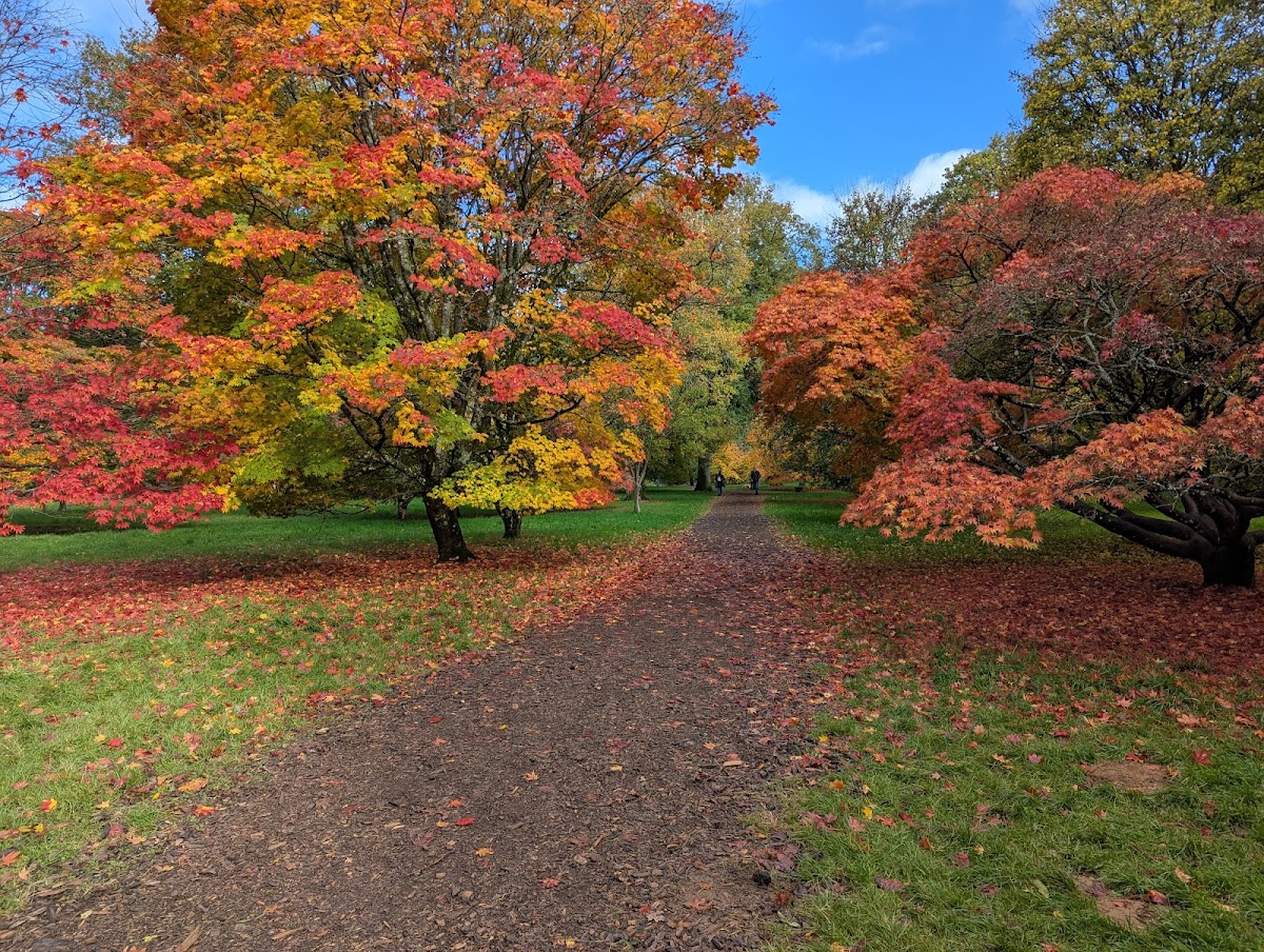 Westonbirt Arboretum photo