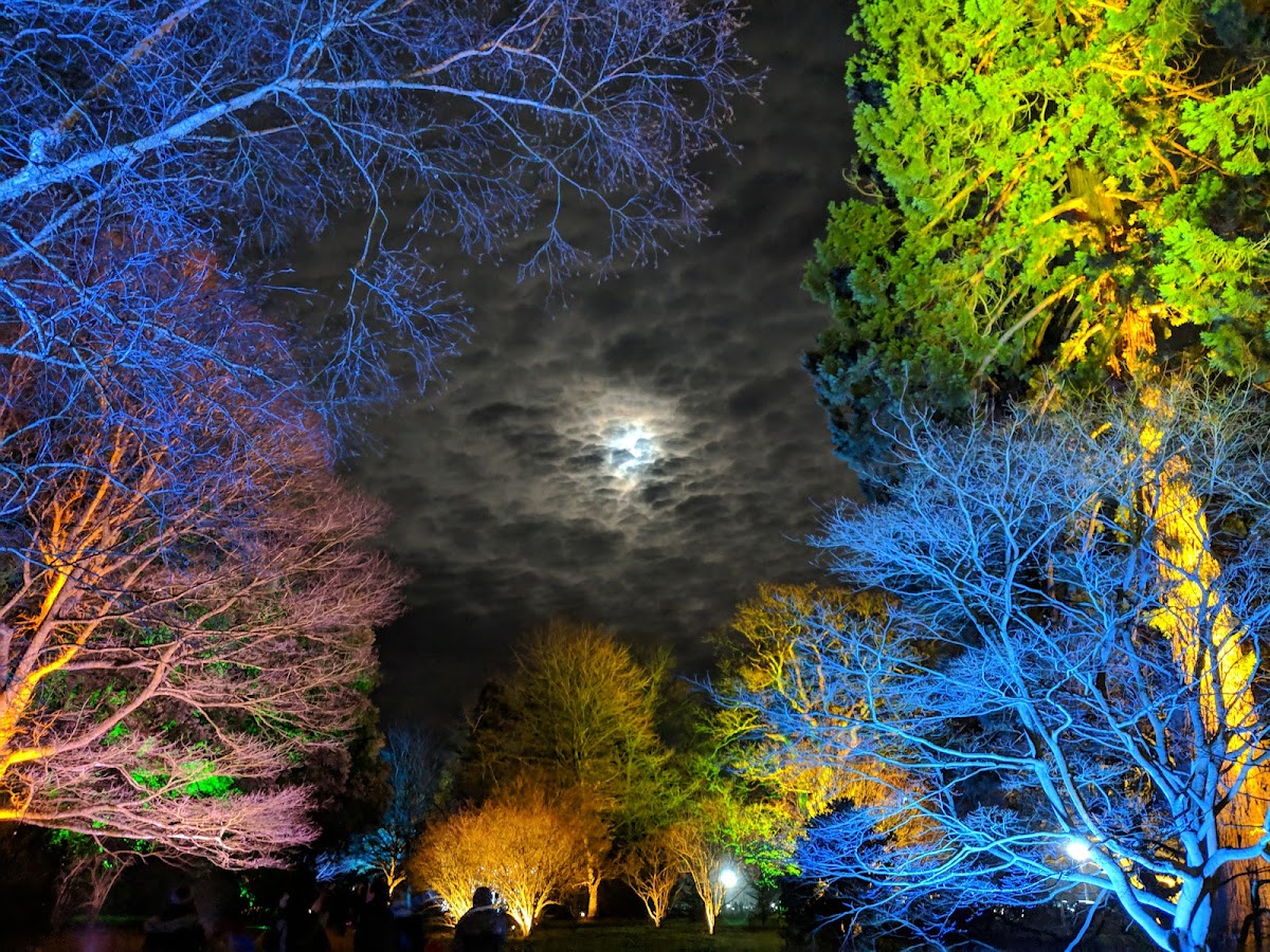 Westonbirt Arboretum photo