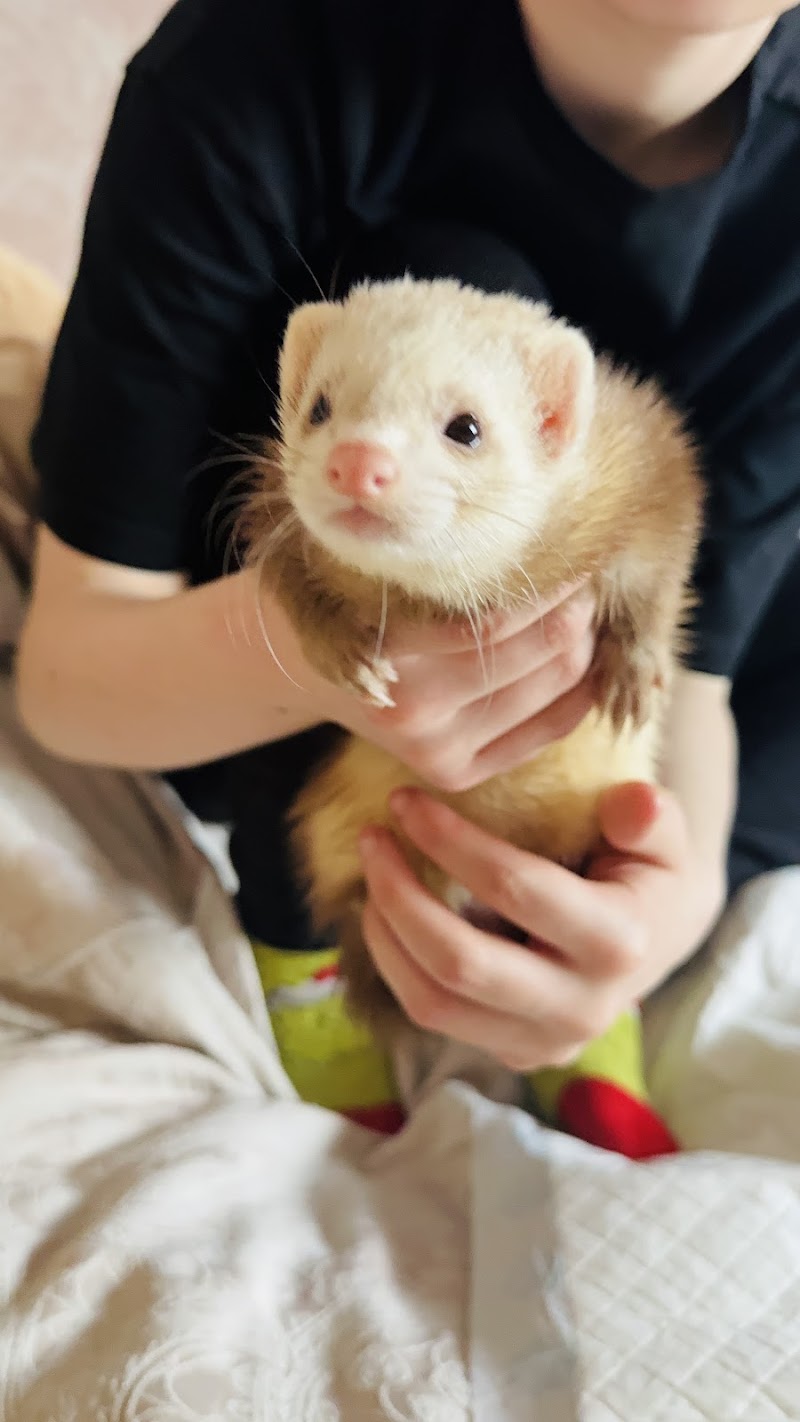 The Ferret — photo 1