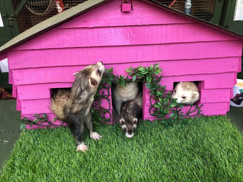 The Ferret — photo 3
