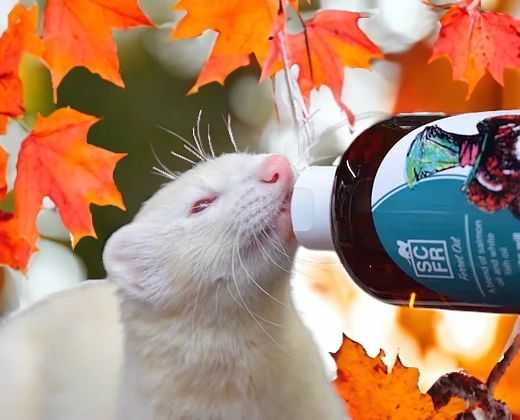 The Ferret — photo 4