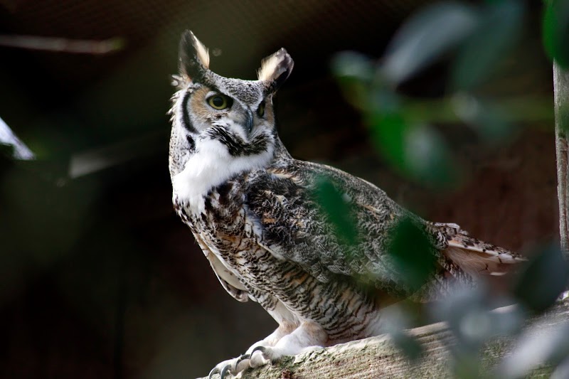 The Owl Sanctuary photo