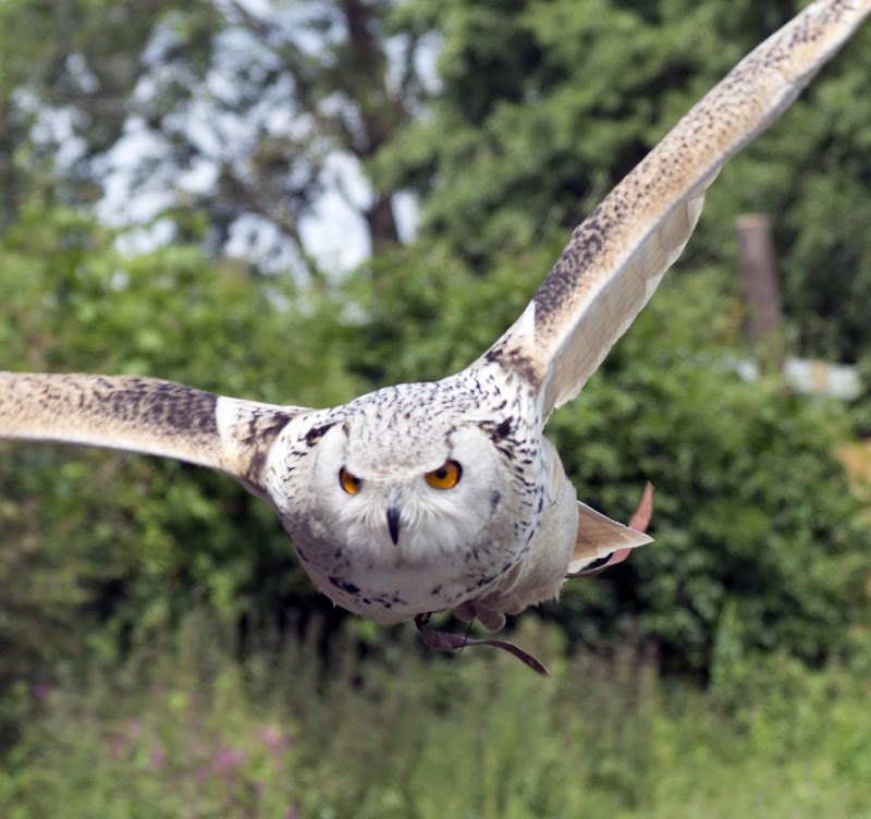 The Owl Sanctuary photo