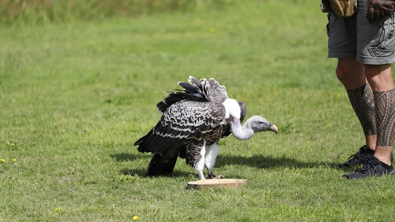 The Owl Sanctuary photo