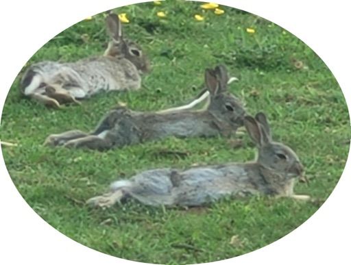 MoltenBunnies
